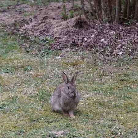Apartmán Blockhaus Fleesensee *