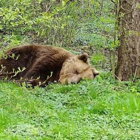 Blockhaus Fleesensee Apartment *